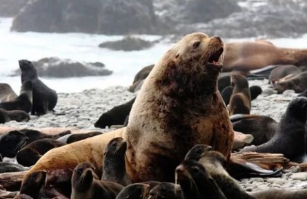 Животный мир Командорских островов кадры