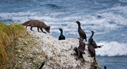 Животный мир Командорских островов кадры