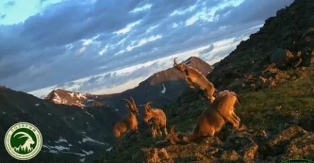 Животный мир Хакасии кадры