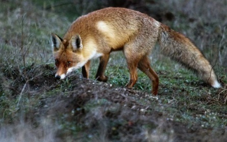 Животный мир Хакасии кадры