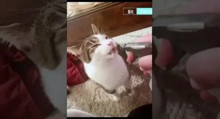 Животный смех кадры