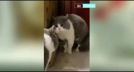 Животный смех кадры