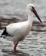 Аисты Луангвы кадр из фильма