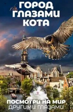 Город глазами кота