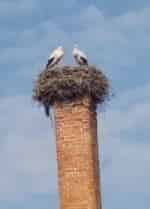 Когда прилетают аисты кадр из фильма