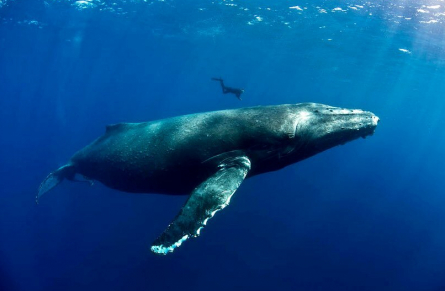 Моби Дик: легенда киноэпопеи в одном фильме - не пропустите