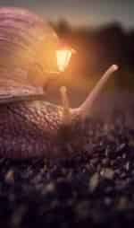 Микроистория Домик улитки кадр из фильма