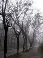 Мое родное. Двор кадр из фильма