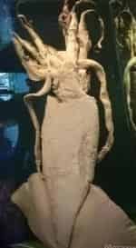 Музей Мирового Океана кадр из фильма