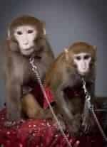 Обезьянки в опере кадр из фильма