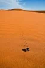 Планета людей Пустыни. Жизнь в пекле кадр из фильма