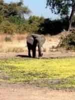 Полумесяц Замбези кадр из фильма