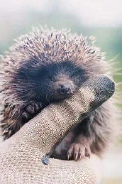 Привет, Малыш! Про ежика кадр из фильма