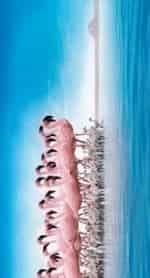 Пурпурные крылья: Тайна фламинго кадр из фильма