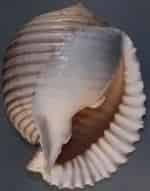 Ракушка кадр из фильма