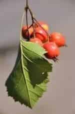 Спецпроект. Боярышник кадр из фильма