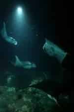 Тайны подводного мира кадр из фильма