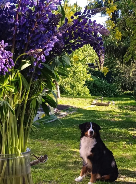 Душевные лайки: ТОП-10 фильмов про настоящих друзей человека - собак на 2021 год