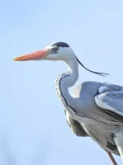 Волжская колония серых цапель кадр из фильма