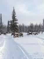 Ямал кадр из фильма