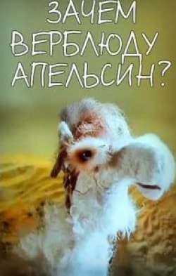 Зачем верблюду апельсин кадр из фильма