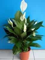 Женское счастье кадр из фильма