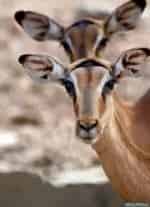 Живая природа кадр из фильма