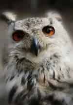 Животный мир Хакасии кадр из фильма