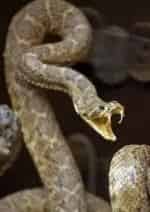 Змеиный яд кадр из фильма